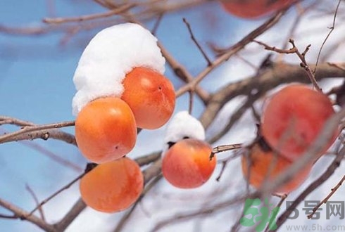 柿子可以放冰箱嗎?柿子要放冰箱冷藏嗎? 柿子可以放冰箱嗎?柿子要放冰箱冷藏嗎?