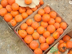 柿子可以放冰箱嗎?柿子要放冰箱冷藏嗎? 柿子可以放冰箱嗎?柿子要放冰箱冷藏嗎?