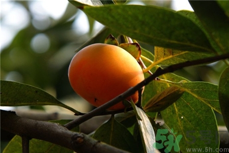 柿子皮能吃嗎?柿子皮的功效與作用 柿子皮能吃嗎?柿子皮的功效與作用