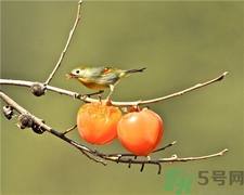 柿子皮能吃嗎?柿子皮的功效與作用 柿子皮能吃嗎?柿子皮的功效與作用