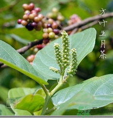 五月茶的功效 五月茶怎么吃？