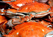 梭子蟹多少錢一斤？梭子蟹多少錢一只？
