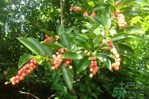 五月茶的功效 五月茶怎么吃？