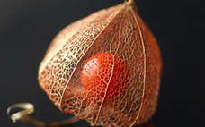 姑娘果一天吃多少 姑娘果吃多了會(huì)怎樣