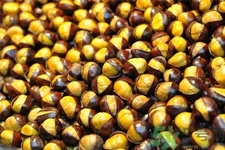 吃栗子會胖嗎？栗子吃多了會怎樣？