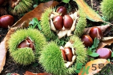 吃栗子會上火嗎？吃栗子會便秘嗎？