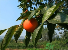 柿子變黑還能吃嗎?柿子里面發(fā)黑能吃嗎? 柿子變黑還能吃嗎?柿子里面發(fā)黑能吃嗎?