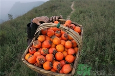 柿子變黑還能吃嗎?柿子里面發(fā)黑能吃嗎? 柿子變黑還能吃嗎?柿子里面發(fā)黑能吃嗎?