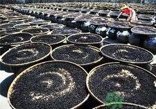 豆豉的營養(yǎng)價(jià)值 豆豉的功效與作用 豆豉的營養(yǎng)價(jià)值 豆豉的功效與作用