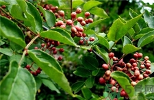 青花椒和紅花椒哪個(gè)好?青花椒和紅花椒的區(qū)別