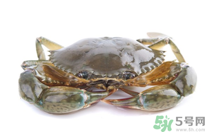 梭子蟹怎么挑選？梭子蟹挑選圖解
