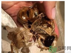 黑蒜可以補身體嗎？怎么自制黑蒜？