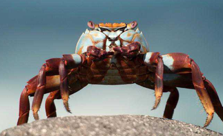 盤錦河蟹怎么保存？盤錦河蟹如何存放？