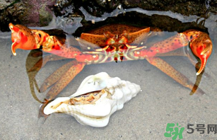 河蟹死了一天能吃嗎？河蟹死了多久不能吃？