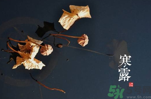 寒露是什么意思？寒露是幾月幾日