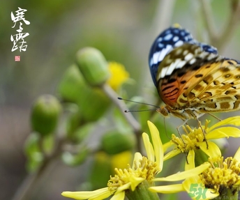寒露穿什么衣服？寒露要注意什么？