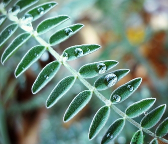 寒露出生的人好不好？寒露出生人怎么取名？