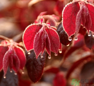 寒露出生的人好不好？寒露出生人怎么取名？