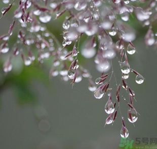 寒露出生的人好不好？寒露出生人怎么取名？