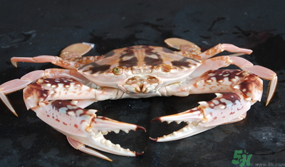 梭子蟹和花蟹的區(qū)別？梭子蟹和花蟹哪個(gè)好吃？