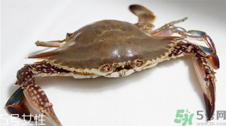 梭子蟹和飛蟹的區(qū)別？飛蟹是梭子蟹嗎？