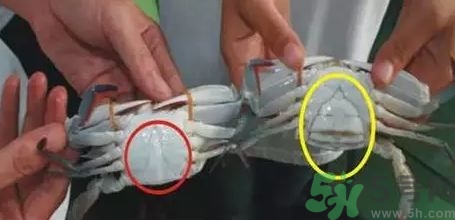 三門青蟹什么時候最肥?青蟹什么季節(jié)吃? 三門青蟹什么時候最肥?青蟹什么季節(jié)吃?