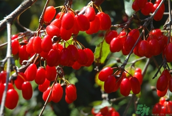 茱萸是什么？重陽節(jié)為什么要插茱萸？