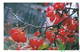 茱萸是什么？重陽節(jié)為什么要插茱萸？