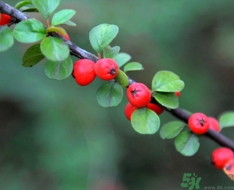 茱萸是什么？重陽節(jié)為什么要插茱萸？