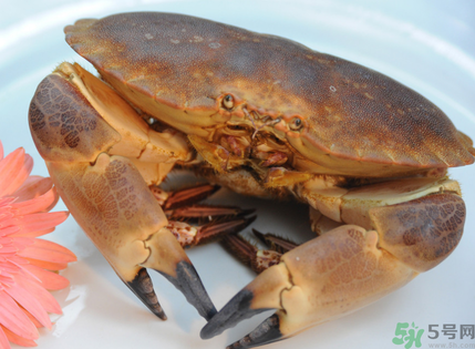 面包蟹多少錢一斤？面包蟹多少錢一只？