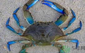 螃蟹變藍了還能吃嗎?螃蟹變藍了可以吃嗎?