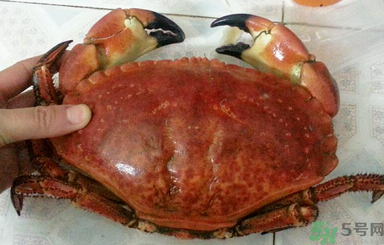 面包蟹怎么吃？面包蟹的吃法詳解