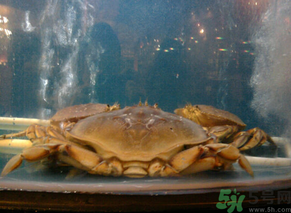 珍寶蟹多少錢一斤？珍寶蟹多少錢？