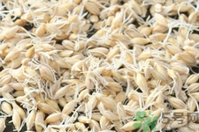 麥芽可退奶還是發(fā)奶？麥芽的功效與作用