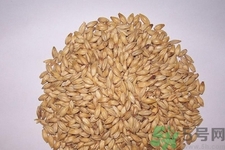 麥芽可退奶還是發(fā)奶？麥芽的功效與作用