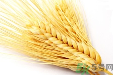 麥芽可退奶還是發(fā)奶？麥芽的功效與作用