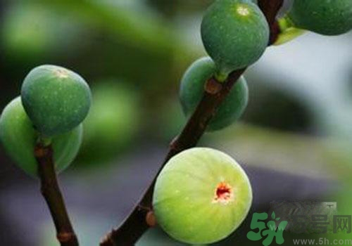 吃無花果會(huì)過敏嗎？吃無花果干會(huì)過敏嗎？