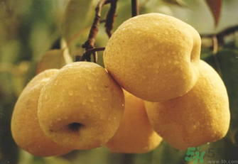 雪花梨怎么吃治咳嗽？雪花梨可以治咳嗽嗎？