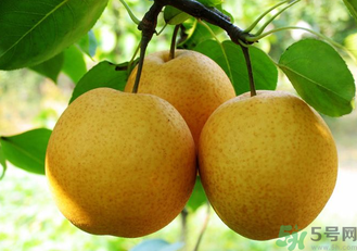 雪花梨怎么吃治咳嗽？雪花梨可以治咳嗽嗎？