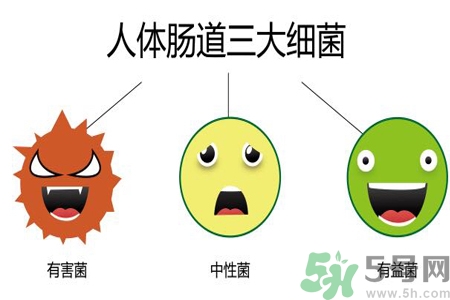 引起腸道老化的原因是什么？四種人腸道老化快