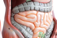 引起腸道老化的原因是什么？四種人腸道老化快