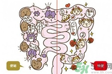 引起腸道老化的原因是什么？四種人腸道老化快