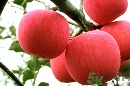 孕婦吃嘎啦果的好處有哪些？嘎啦果的營養(yǎng)價值