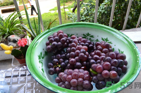 巨峰葡萄多少錢一斤？巨峰葡萄價格