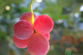 巨峰葡萄多少錢一斤？巨峰葡萄價格