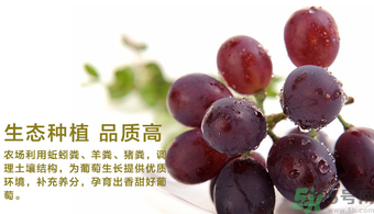 玫瑰香葡萄營養(yǎng)價值 玫瑰香葡萄的功效與作用 玫瑰香葡萄營養(yǎng)價值 玫瑰香葡萄的功效與作用