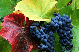 玫瑰香葡萄營養(yǎng)價值 玫瑰香葡萄的功效與作用 玫瑰香葡萄營養(yǎng)價值 玫瑰香葡萄的功效與作用