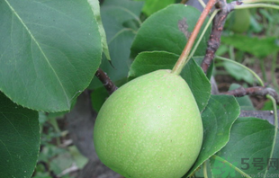 孕婦可以吃香水梨嗎？香水梨孕婦能吃嗎？