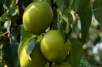 孕婦可以吃香水梨嗎？香水梨孕婦能吃嗎？