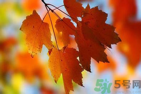 秋燥皮膚癢吃什么好？秋燥4妙招保護皮膚